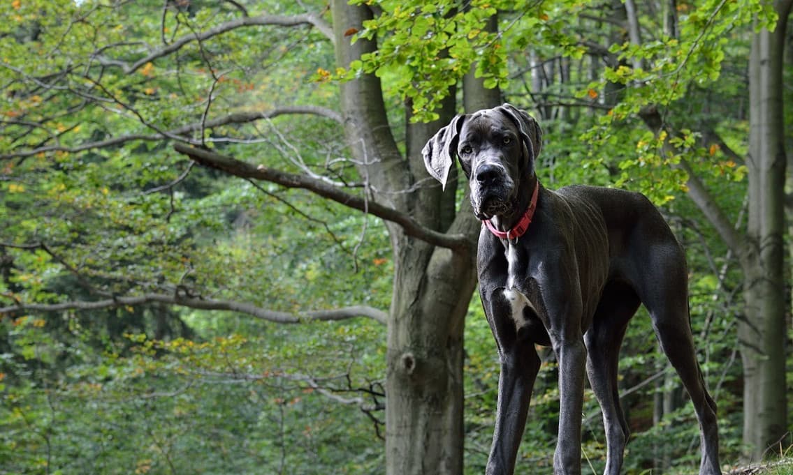 Great Danes are at highest risk of bloat