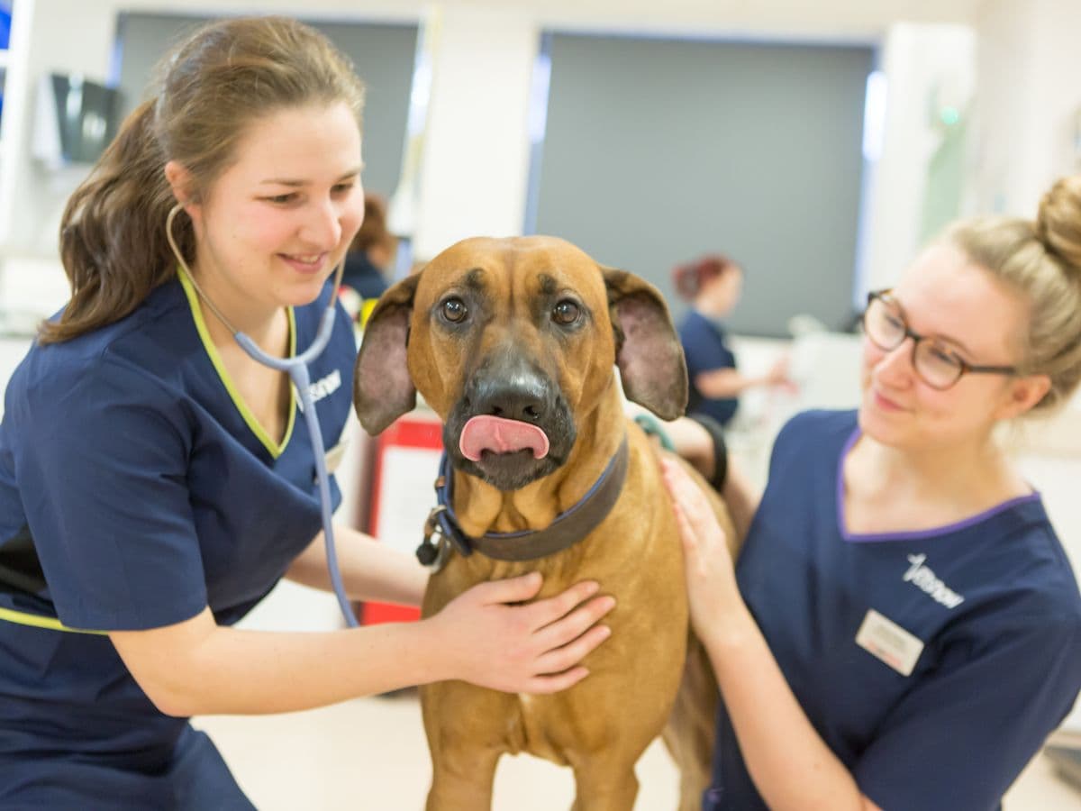Two vets attend to a dog within a clinical setting