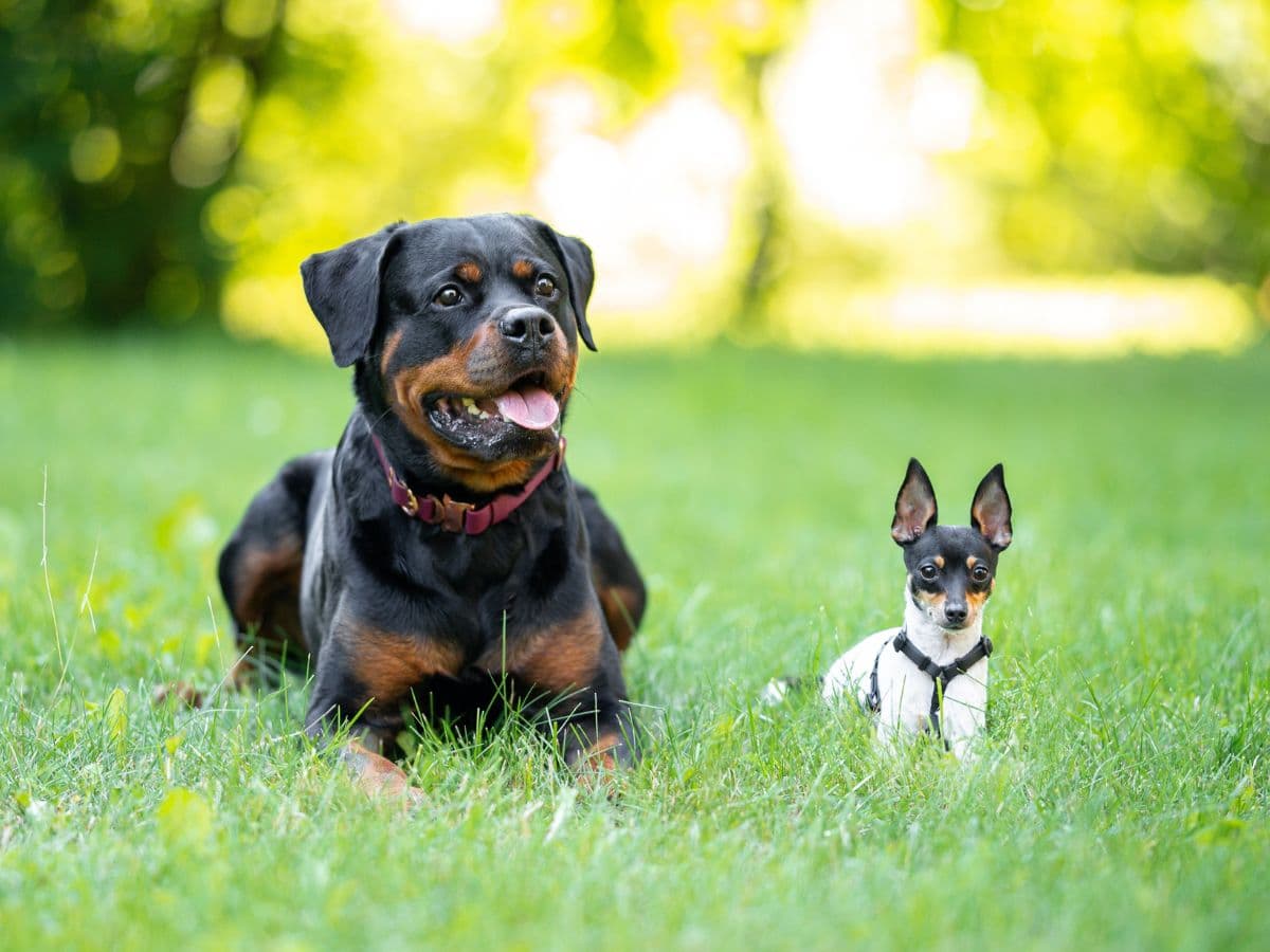 Rottweiler and Toy Fox Terrier