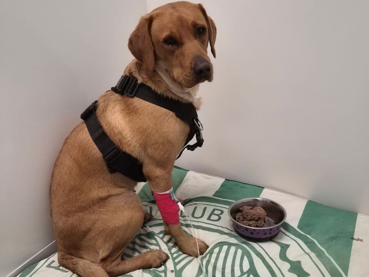 The terrifying moment our dog was poisoned – and how her… – body