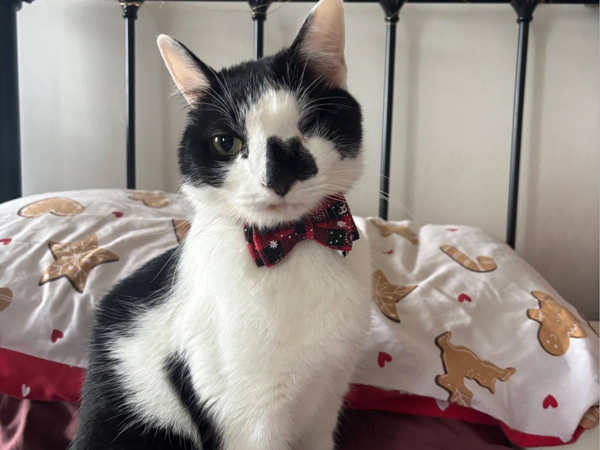 From near death to recovery: Saving Gus after a serious… – hero