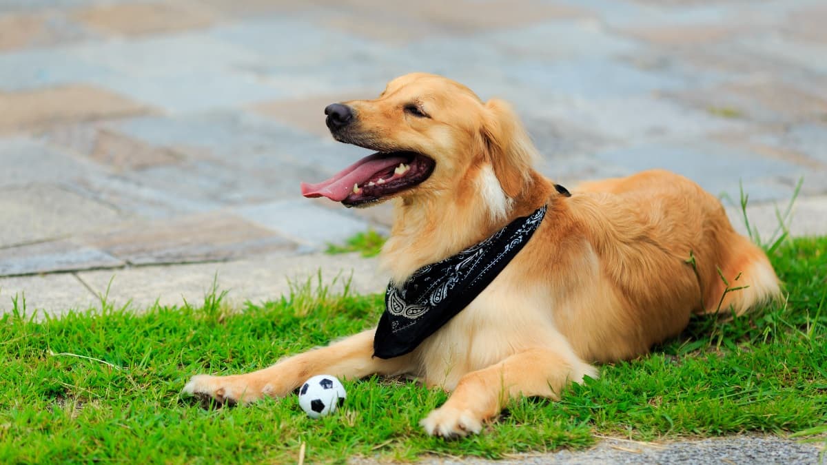 The best outdoor activities for you and your pet this Spring – body