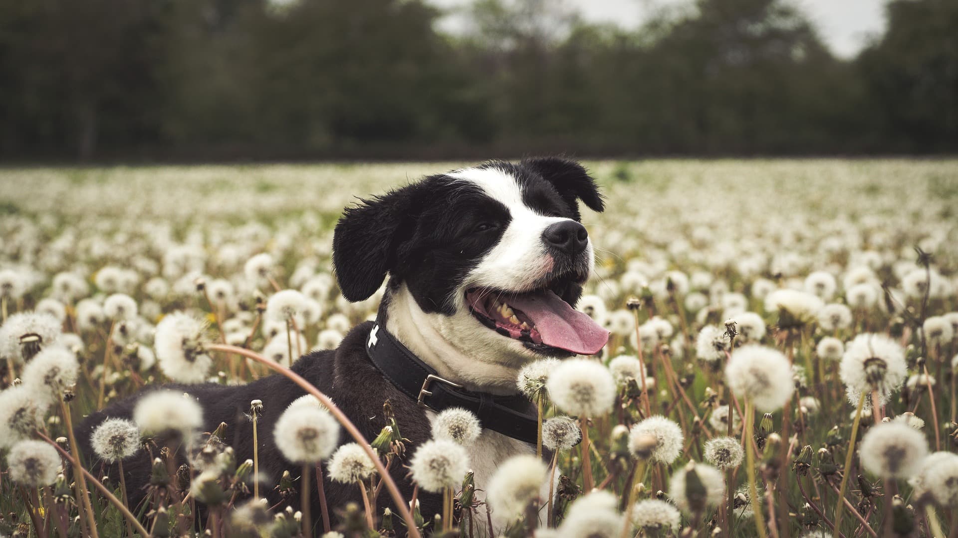Happy dog in field - dog vaccinations