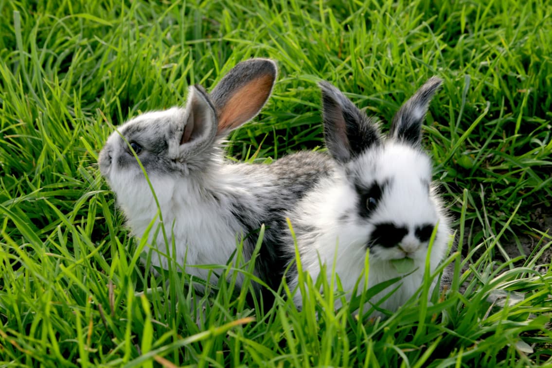 Two rabbits sitting together - RVHD2 hero