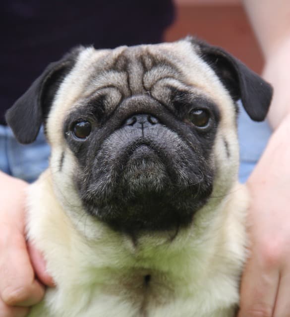 Vets Now article on brachycephalic dogs pug