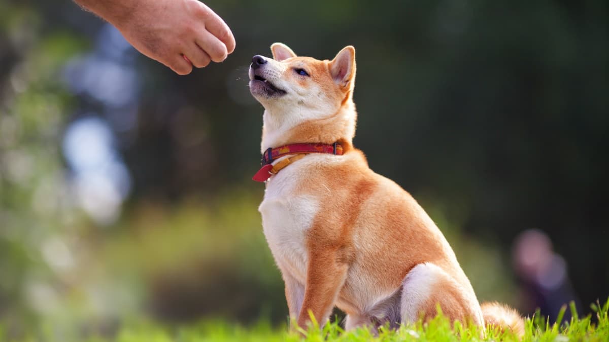 The best outdoor activities for you and your pet this Spring – body