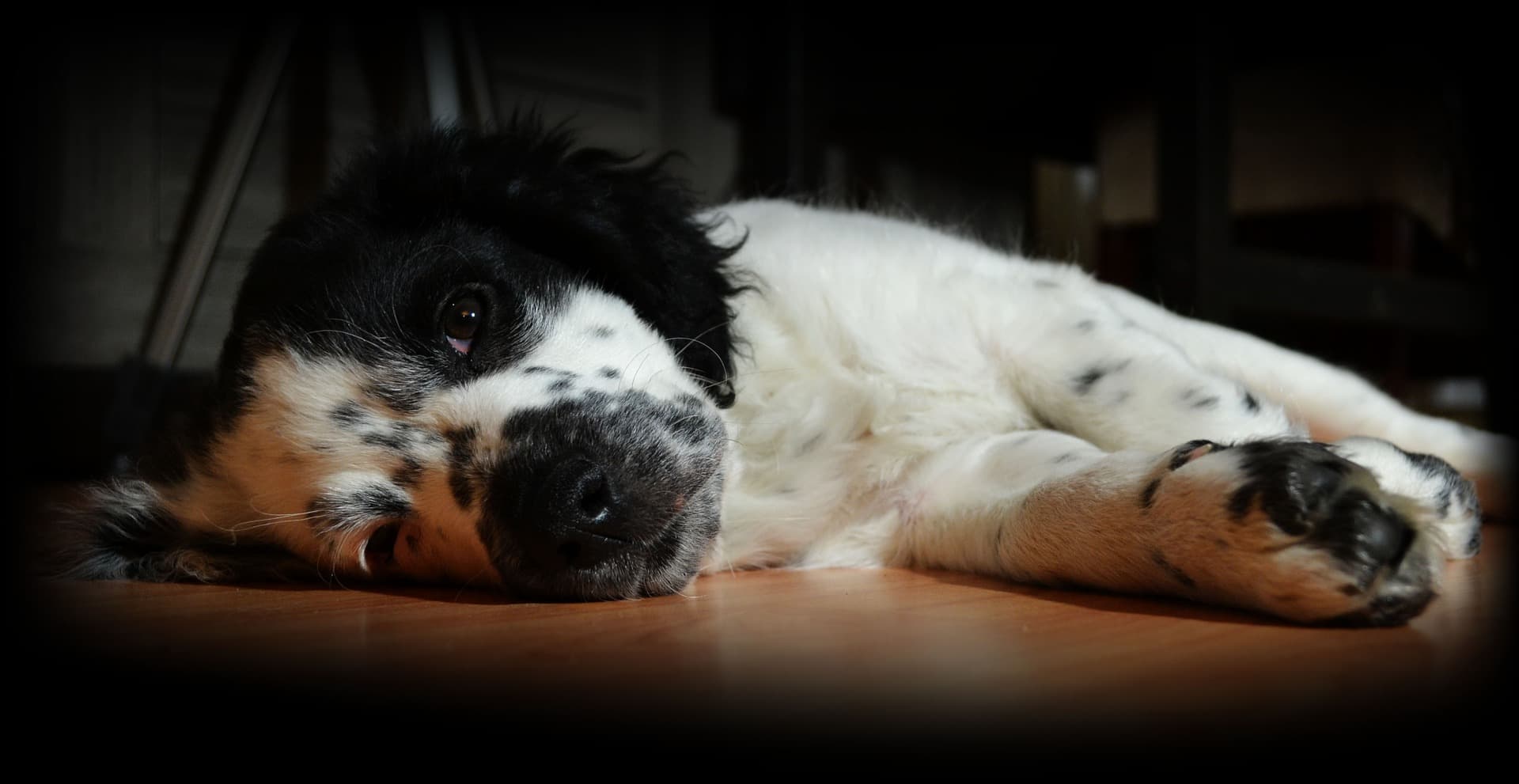 9 signs dog pain - featured