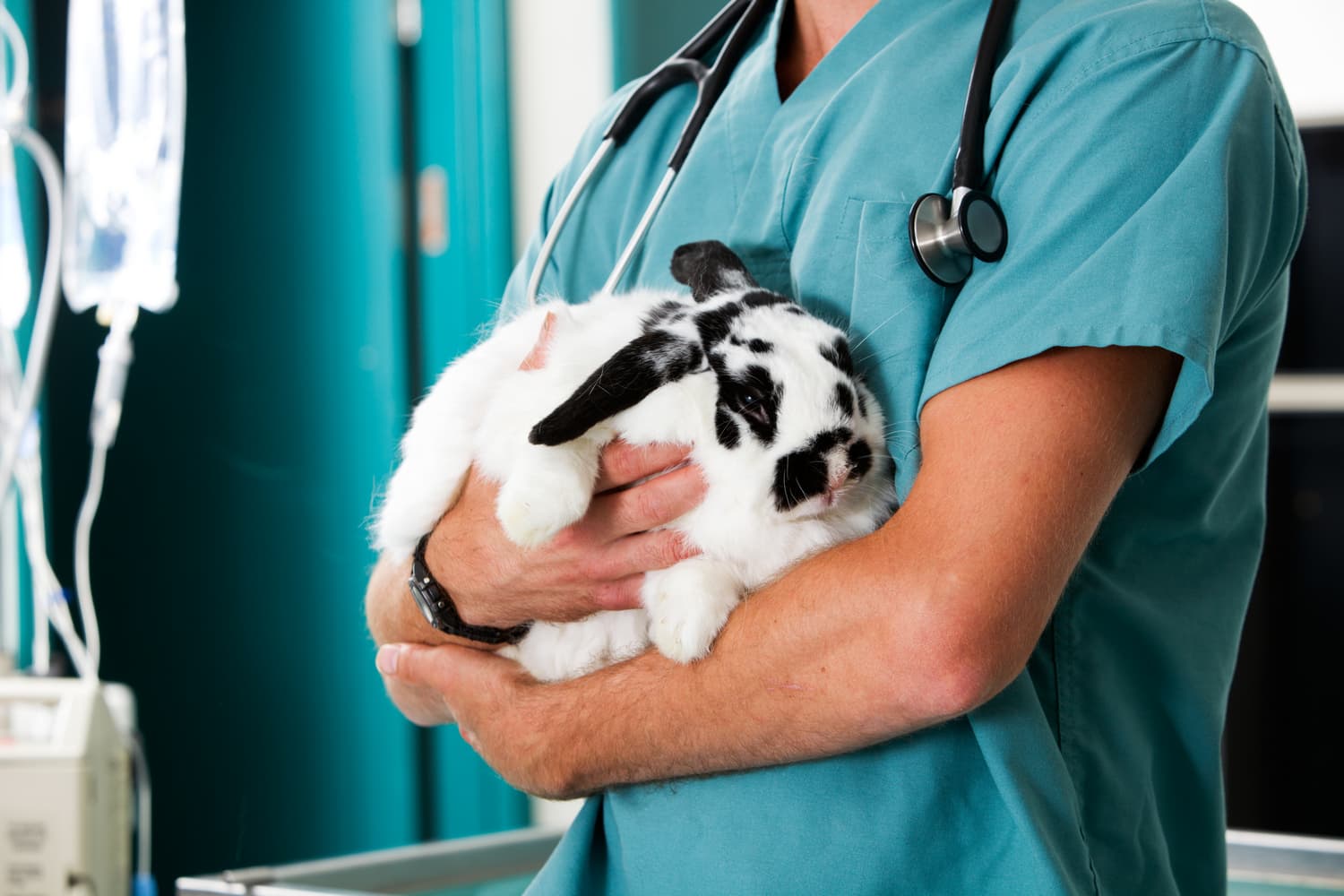 Vet in teal scrubs cradling a black-and-white rabbit
