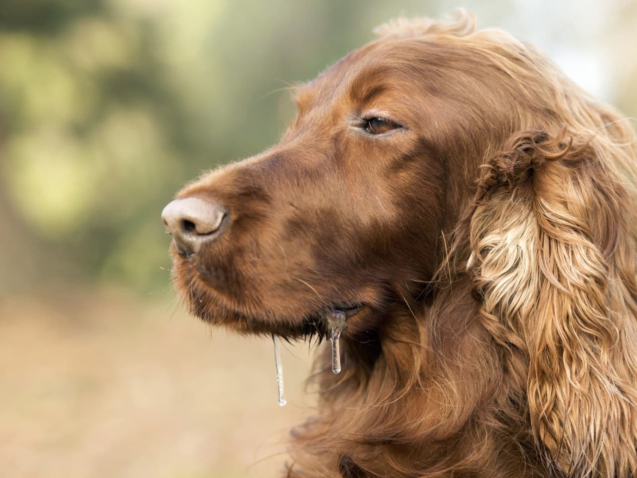 Dog drooling