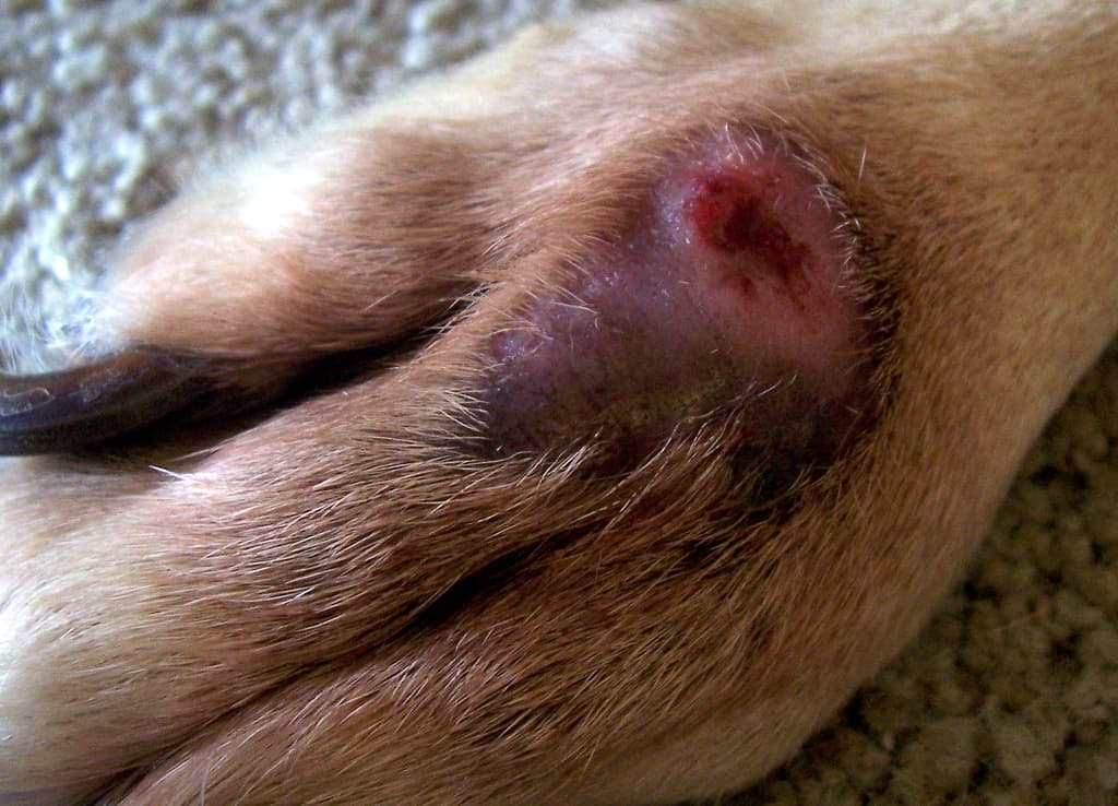 Sores on dog