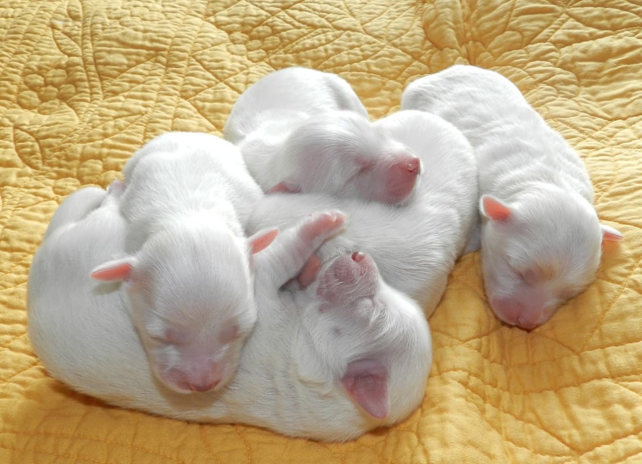 Puppies and dog labour