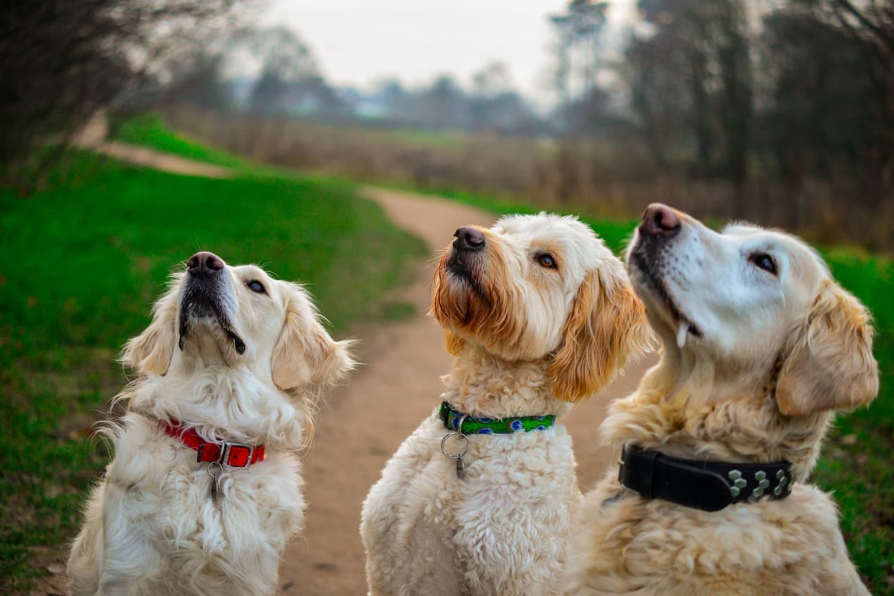 Golden retriever - how to give a dog a pill hero