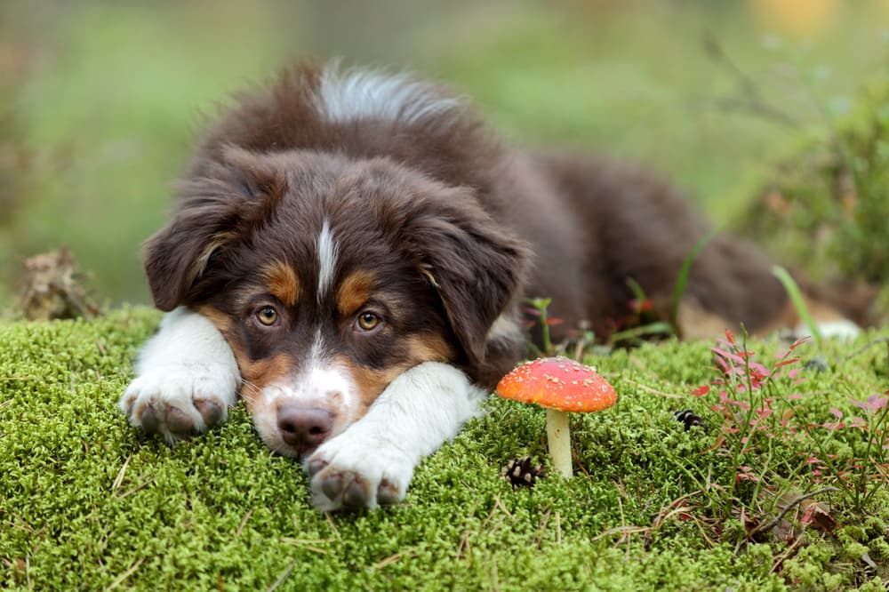 shutterstock_316995767