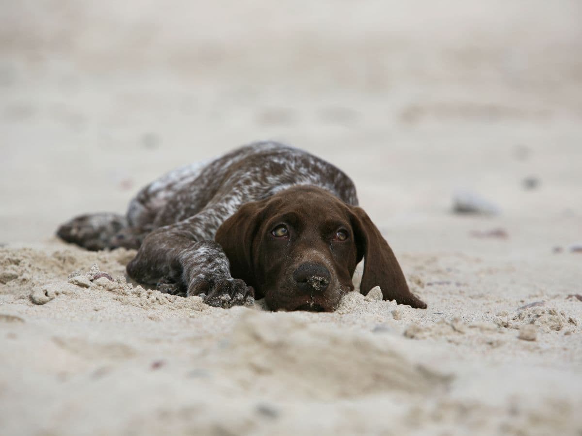 Pointer puppy on a sandy beach
