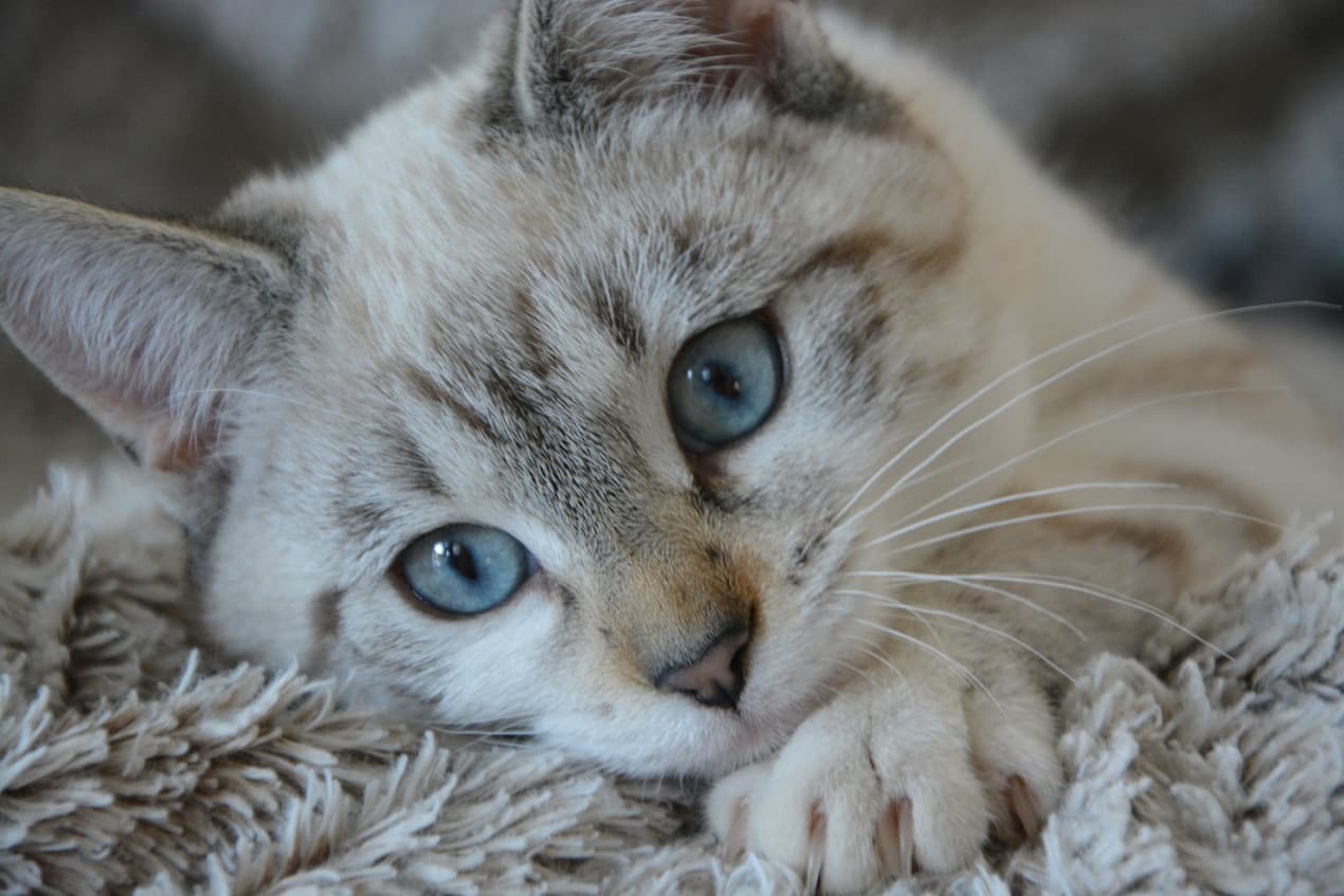 cat-2783601_1920-1270x847
