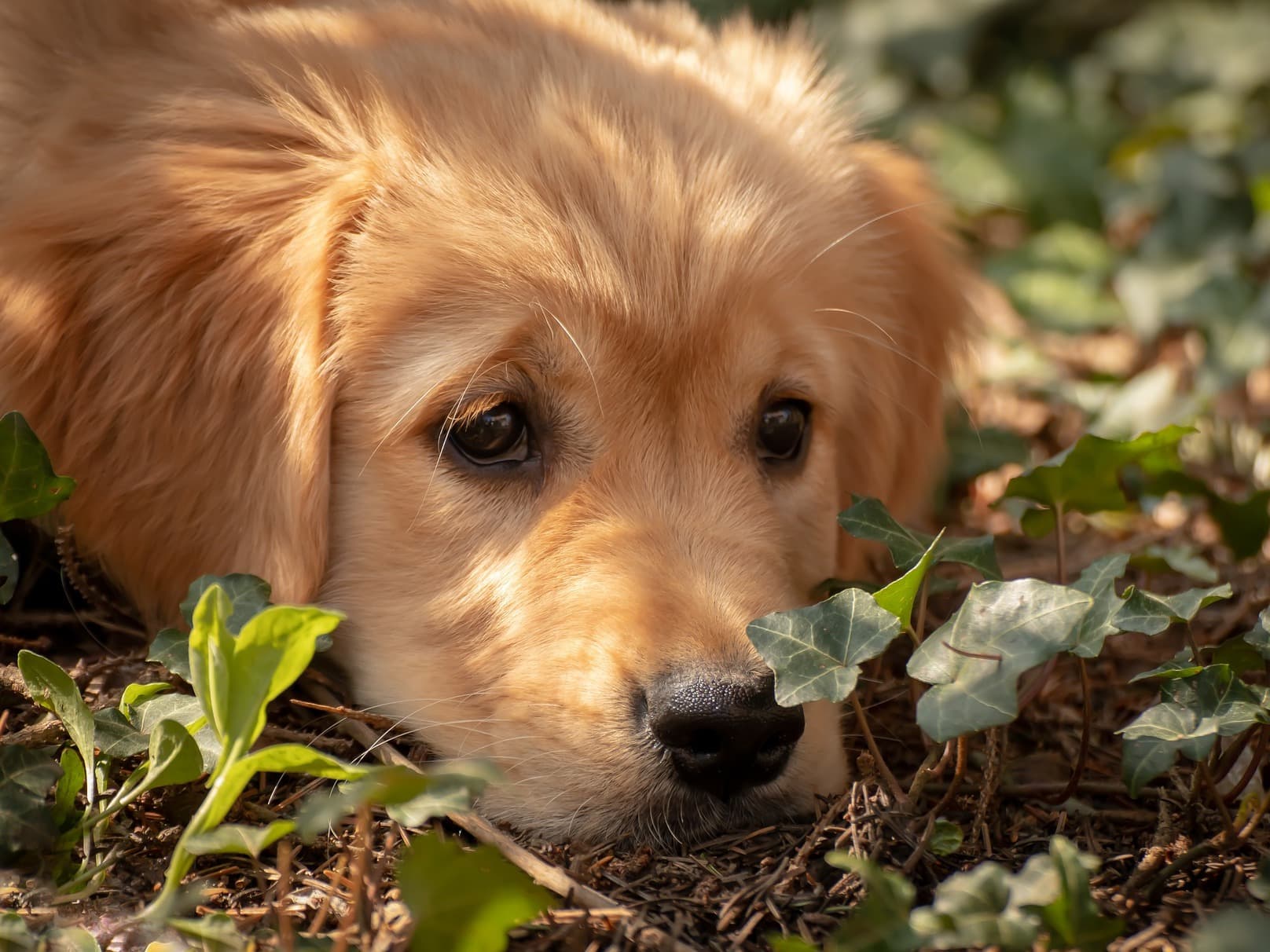 puppy