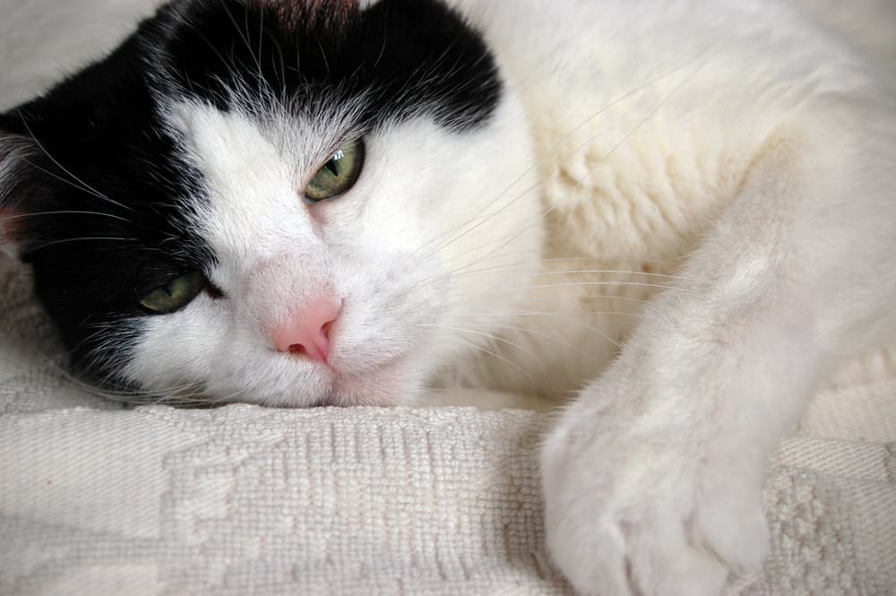 Old cat with constipation