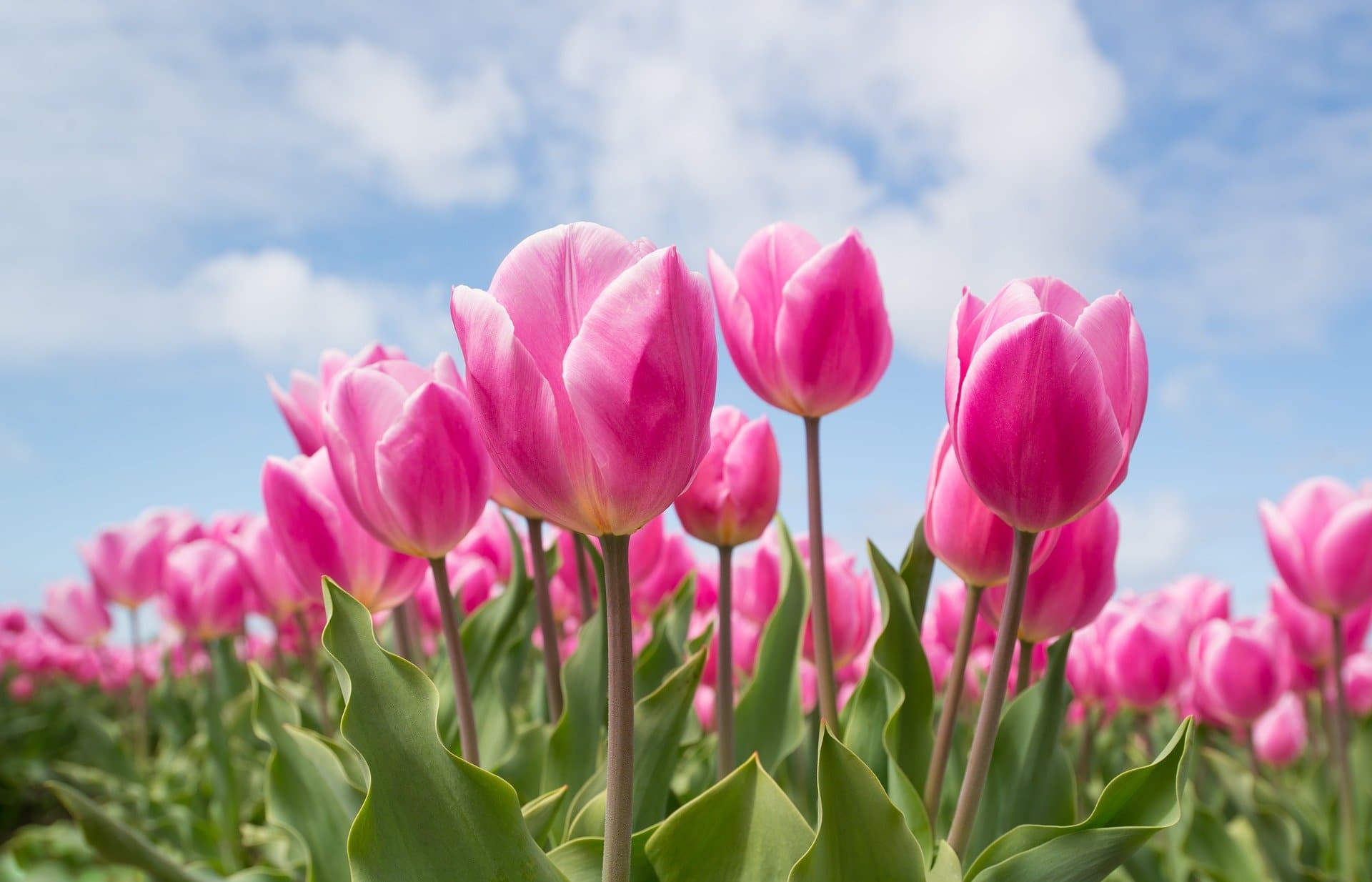 Pink toxic plants (tulips)