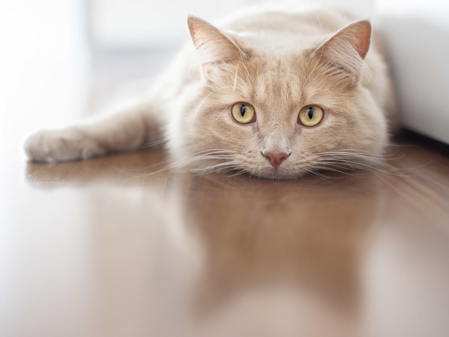 cat1 (kidney disease in cats)
