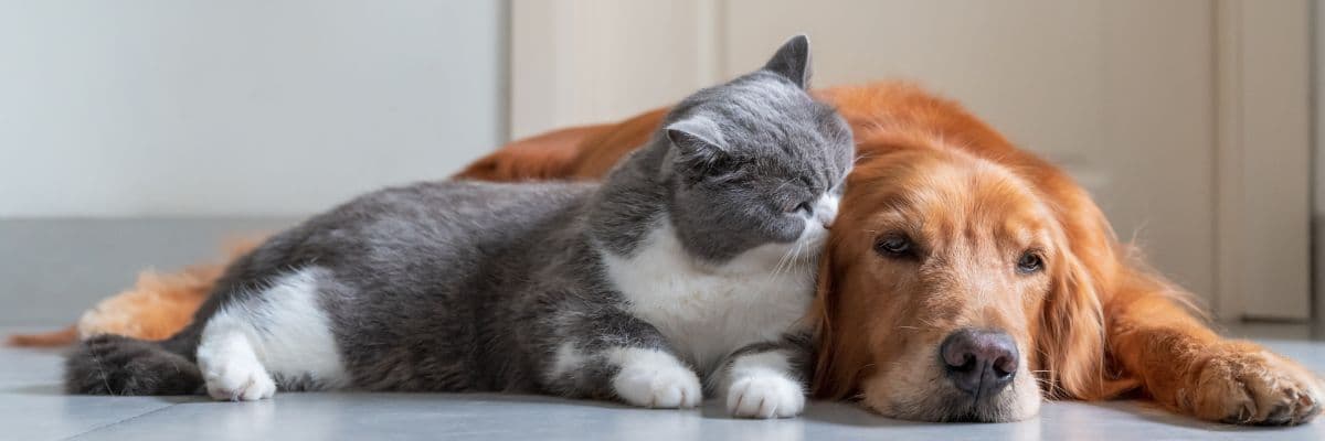 cat-dog-lying-banner