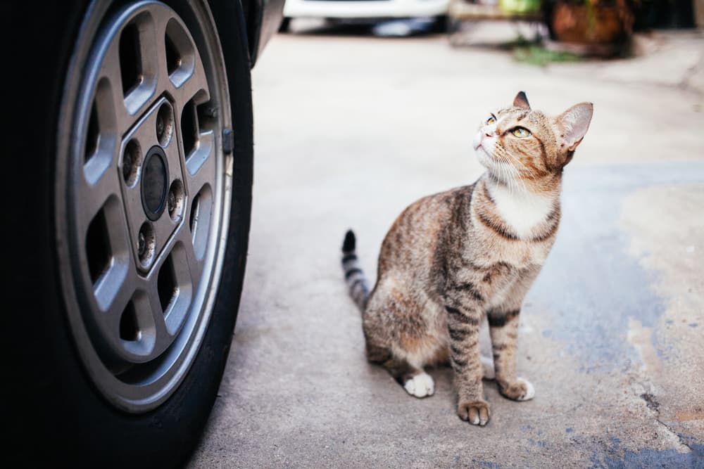 Cat road traffic accident