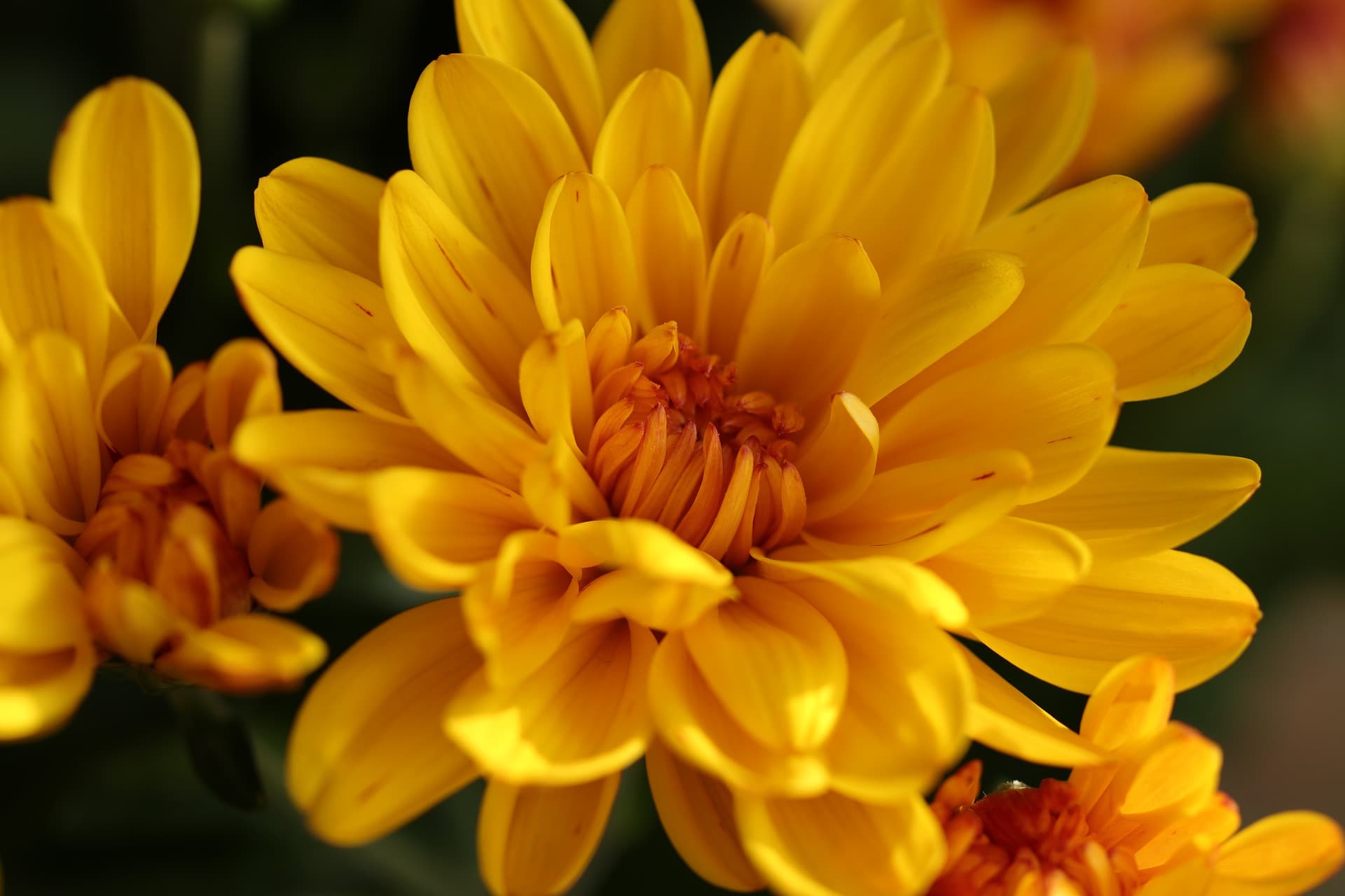 Chrysanthemum are toxic