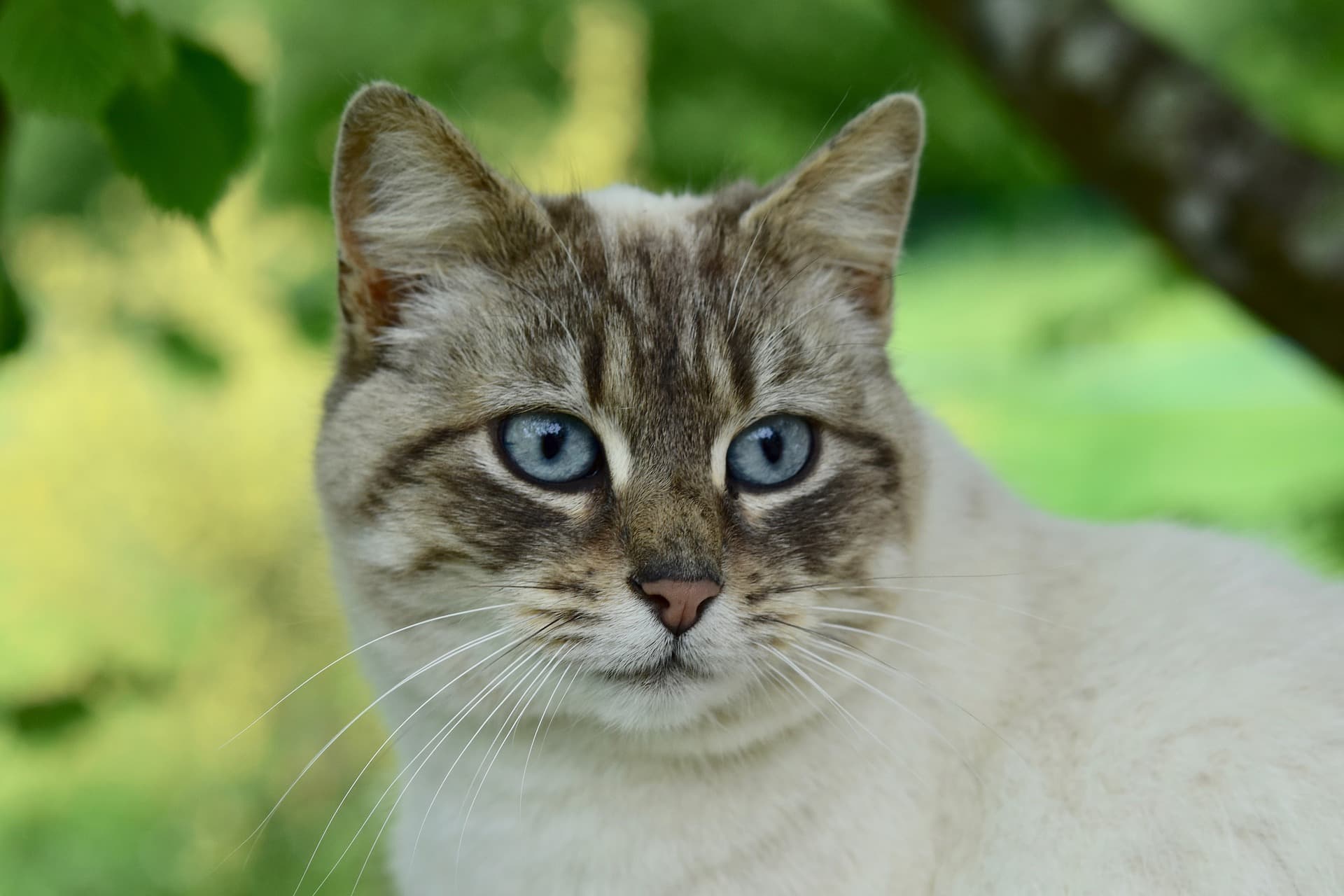 cat-4192467_1920