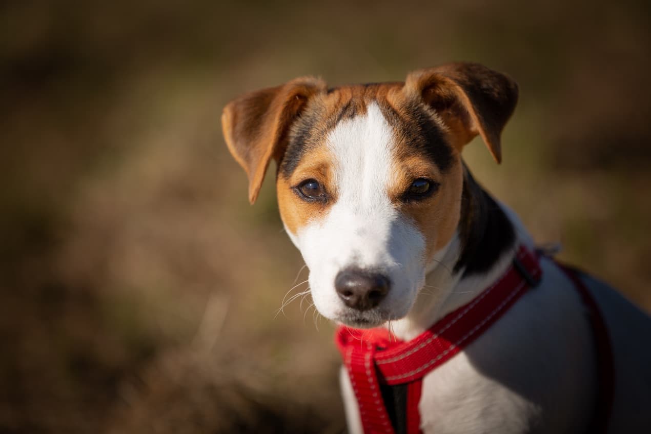 jackrussel-1270x847