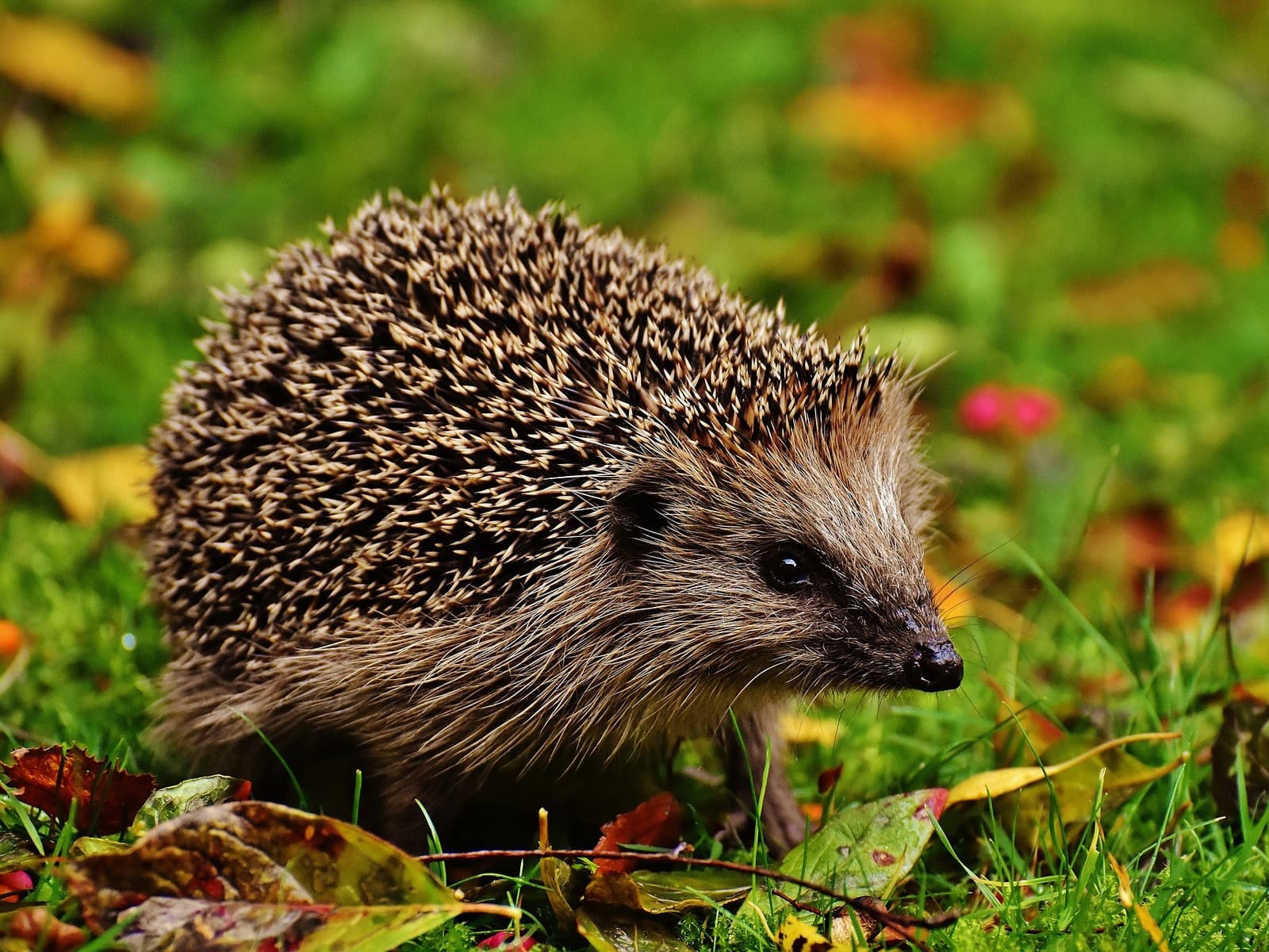 Hedgehog walking on green grass among autumn leaves