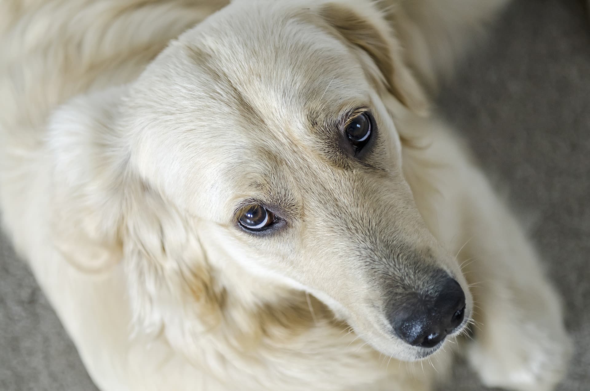golden-2763252_1920