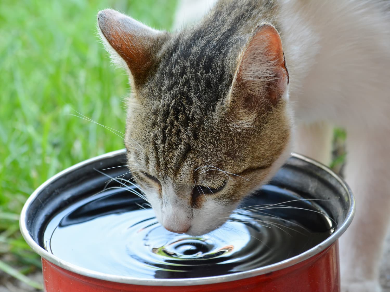 cat4 (kidney disease in cats)