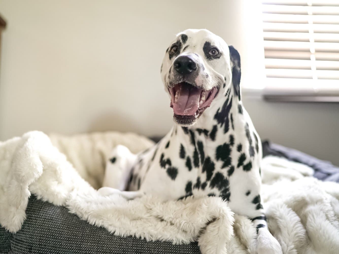 Dalmatian panting - breathing problems in dogs