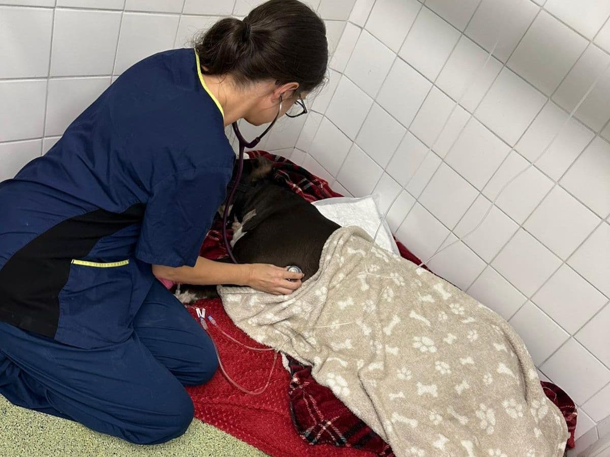 Finding balance in emergency care: Esme Howells’ Vets Now… – body