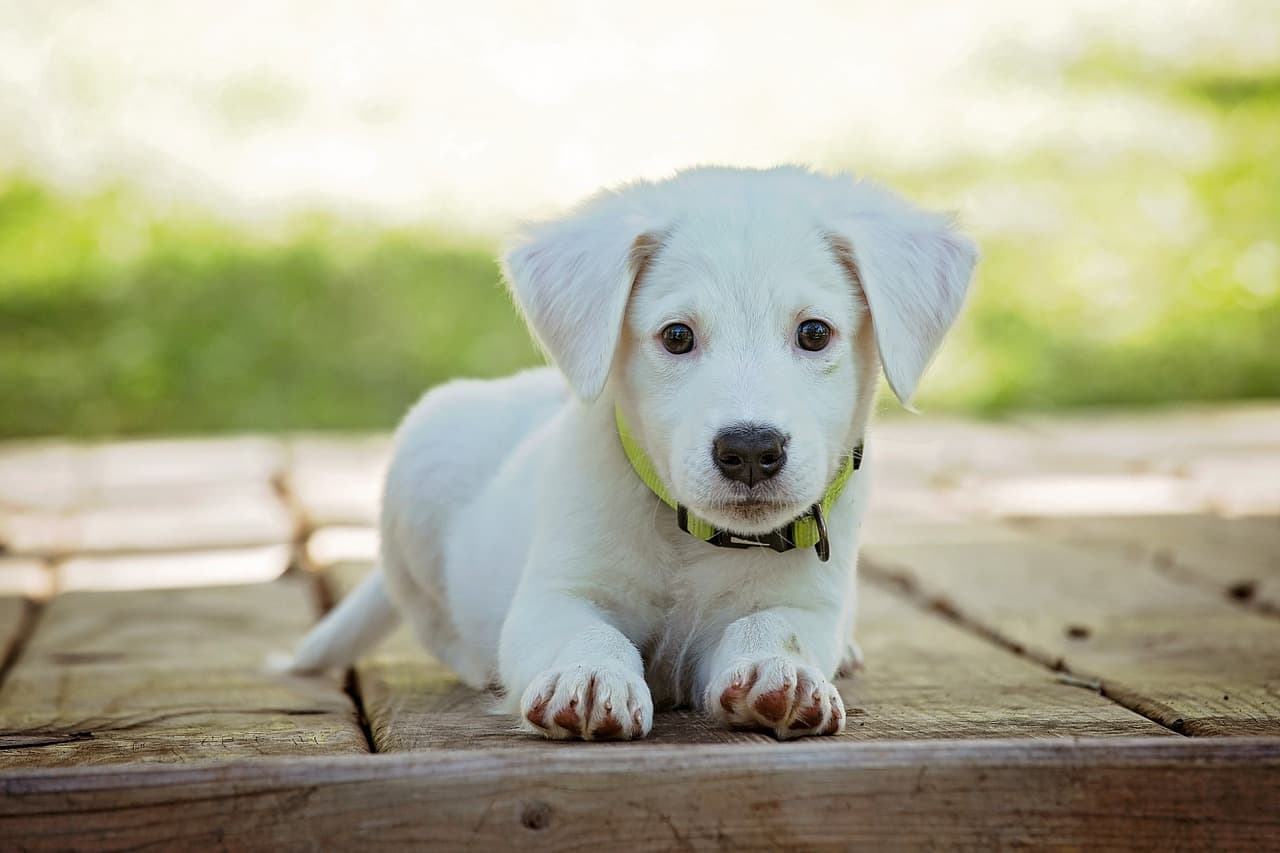 Fading puppy syndrome (body image) - canine herpesvirus