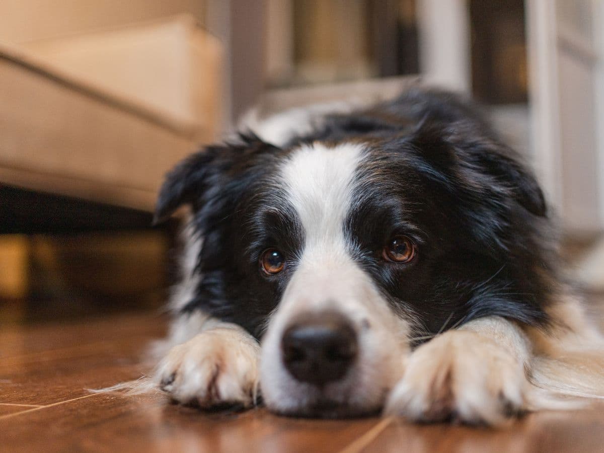 border-collie-lying-down