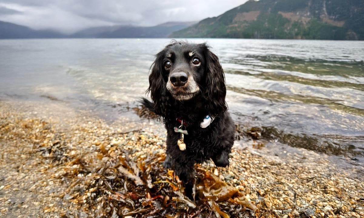 Dog beside a lake