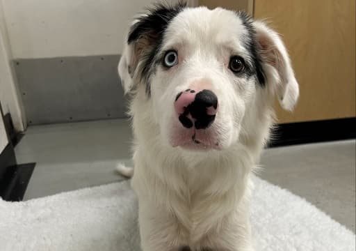Maverick’s ordeal: Dog ate a chicken skewer and survived – hero