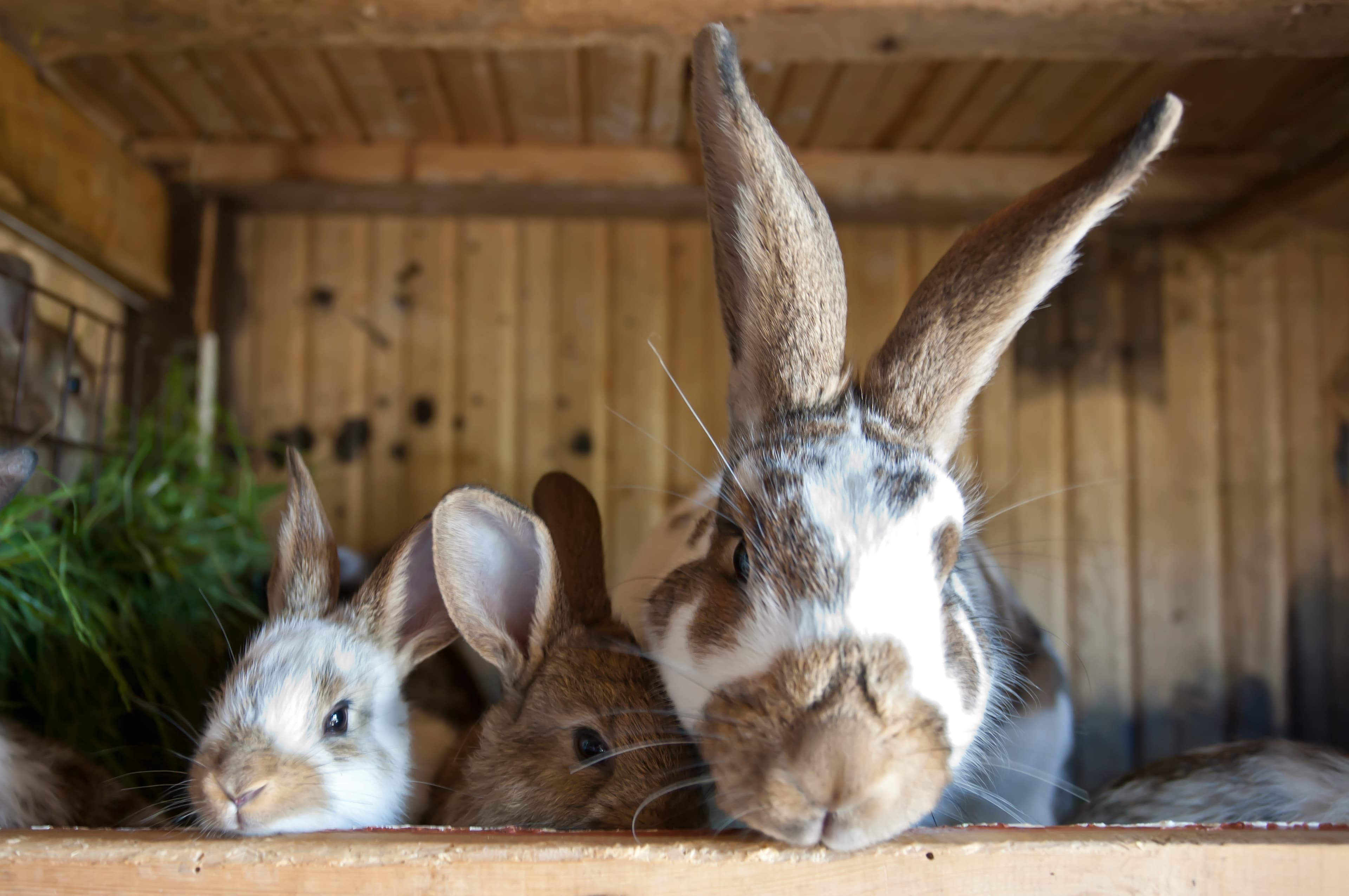 Three rabbits resting together on a wooden ledge