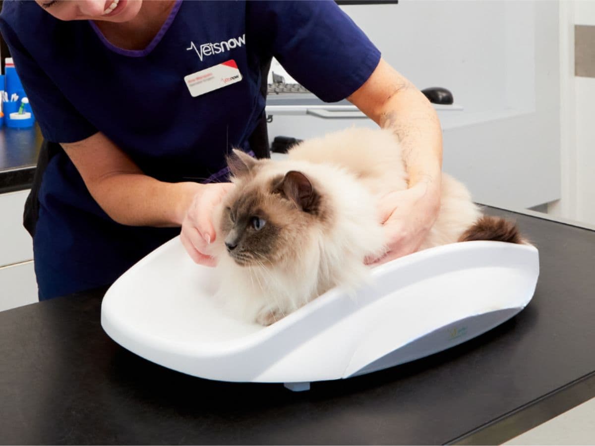 From courtrooms to clinics: How vet, Yasmin Amer, blended… – body