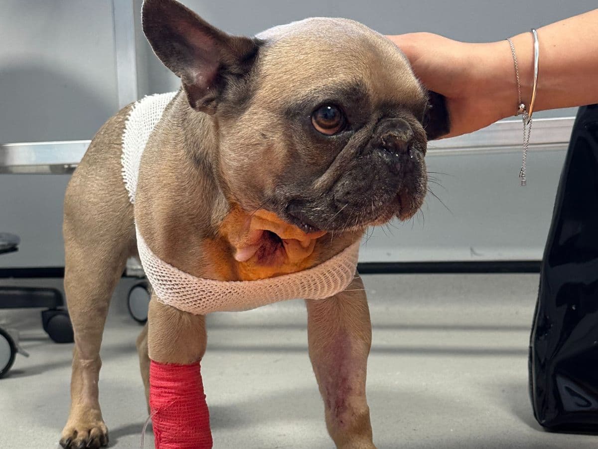 Hector’s journey: How life-saving surgery helped him… – hero