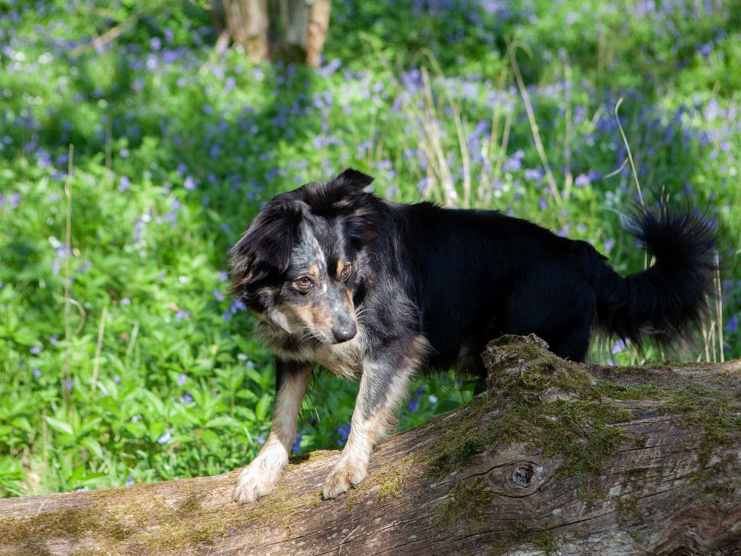 Can dogs get hay fever (body image)
