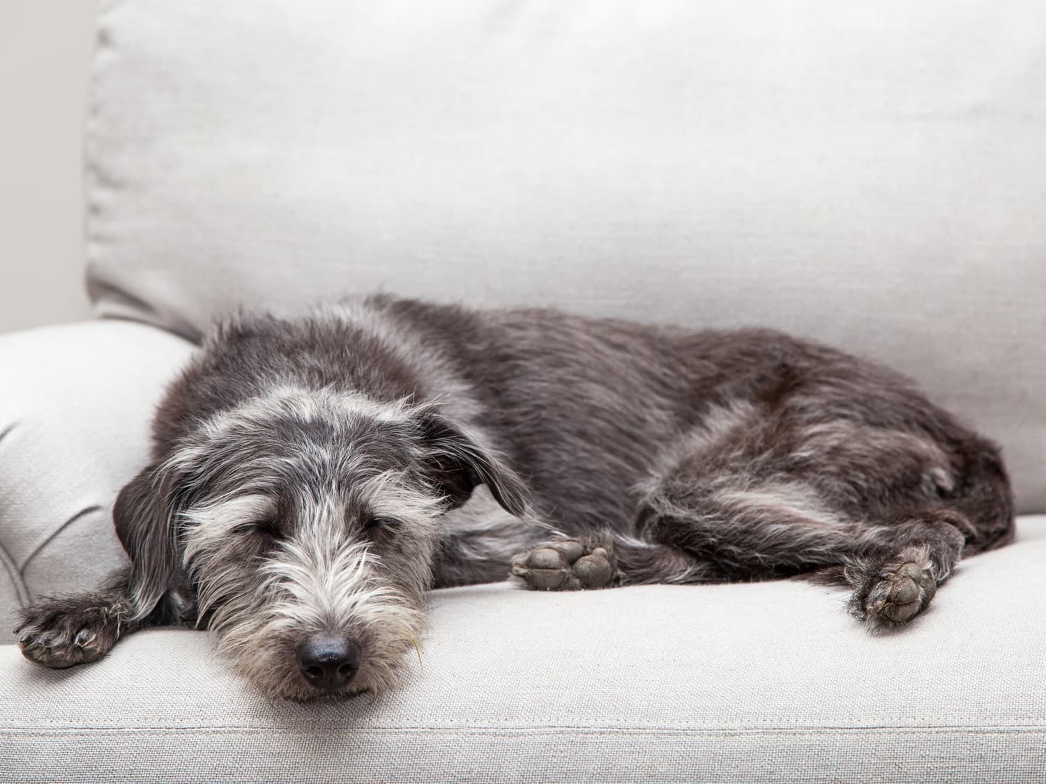 Sad dog