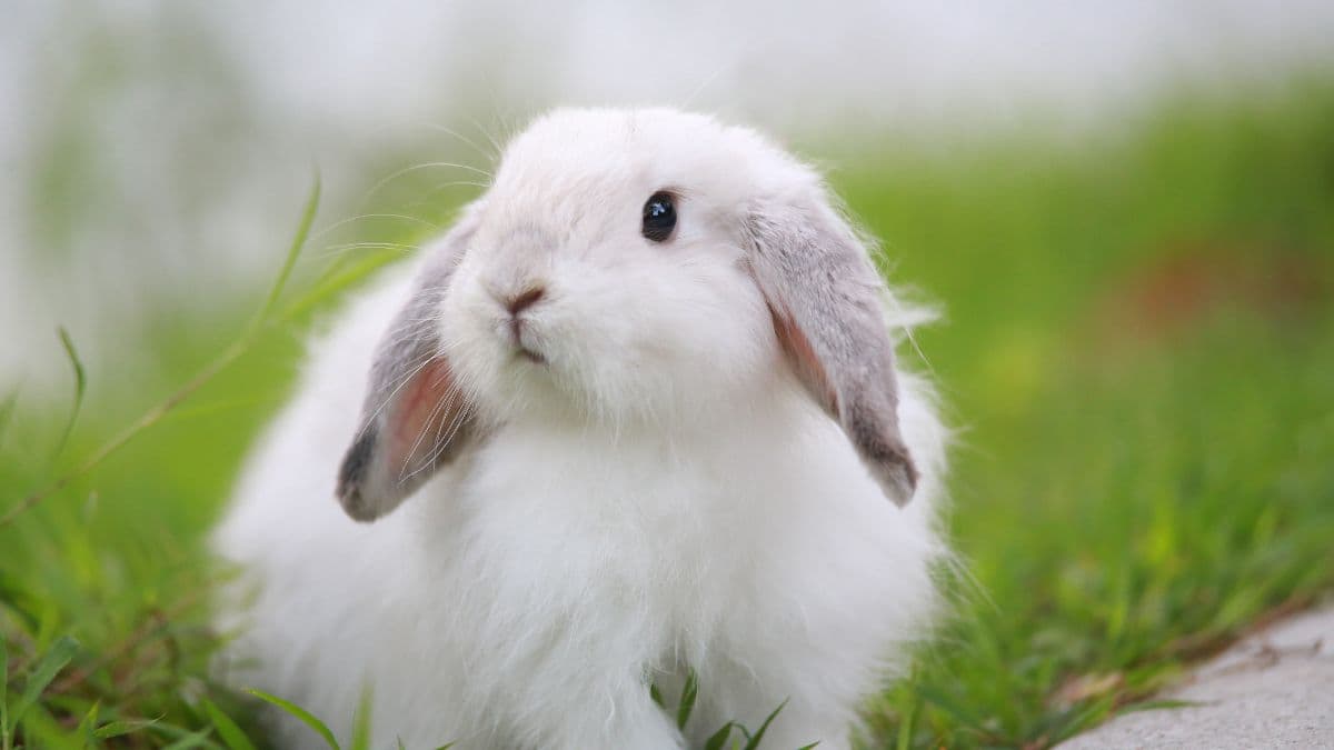 White fluffy rabbit with floppy ears sitting in green grass