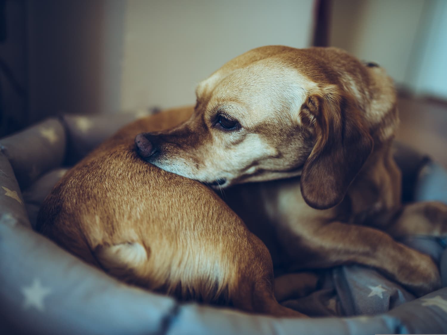 Dog-scratching