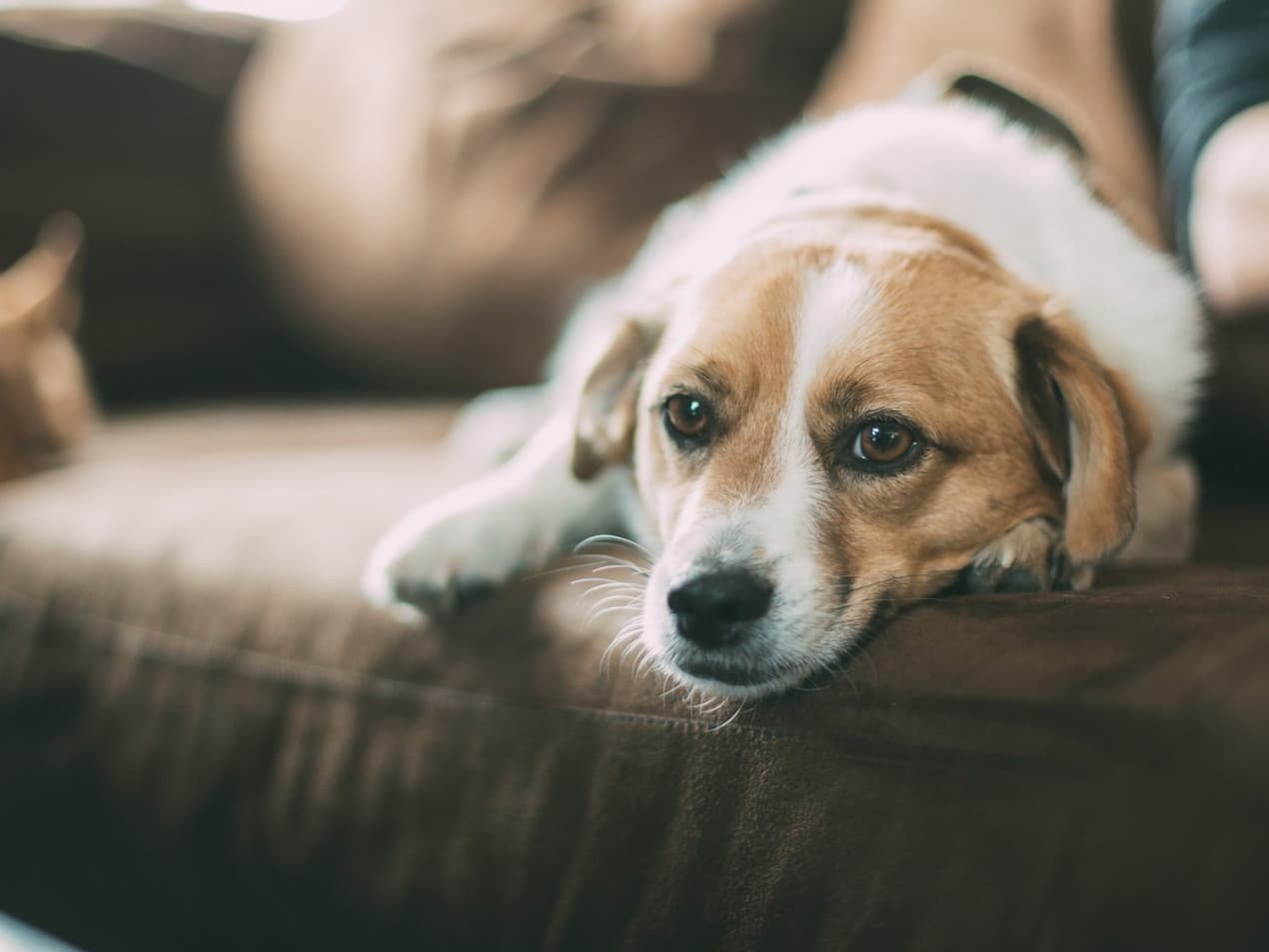 Dog coughing