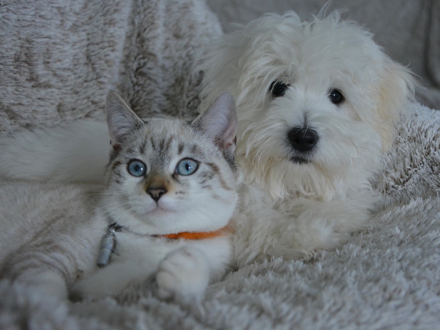 cat-and-dog-1