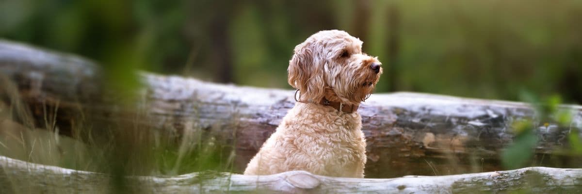 Labradoodle in woods