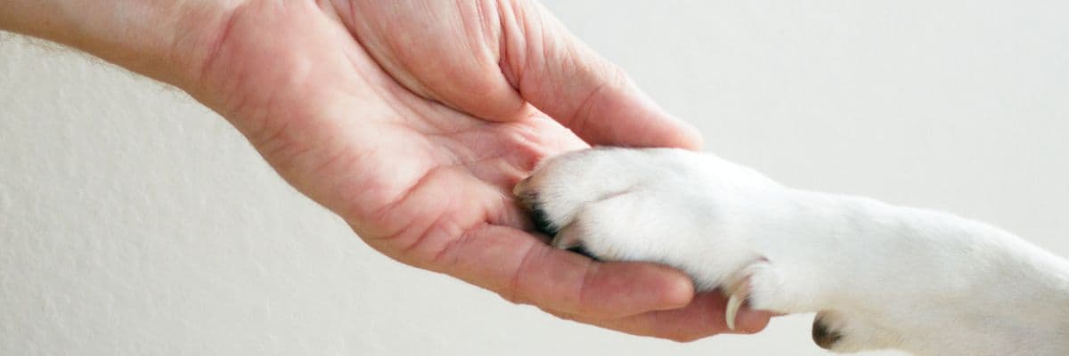 dog-human-hand-paw-contact-banner
