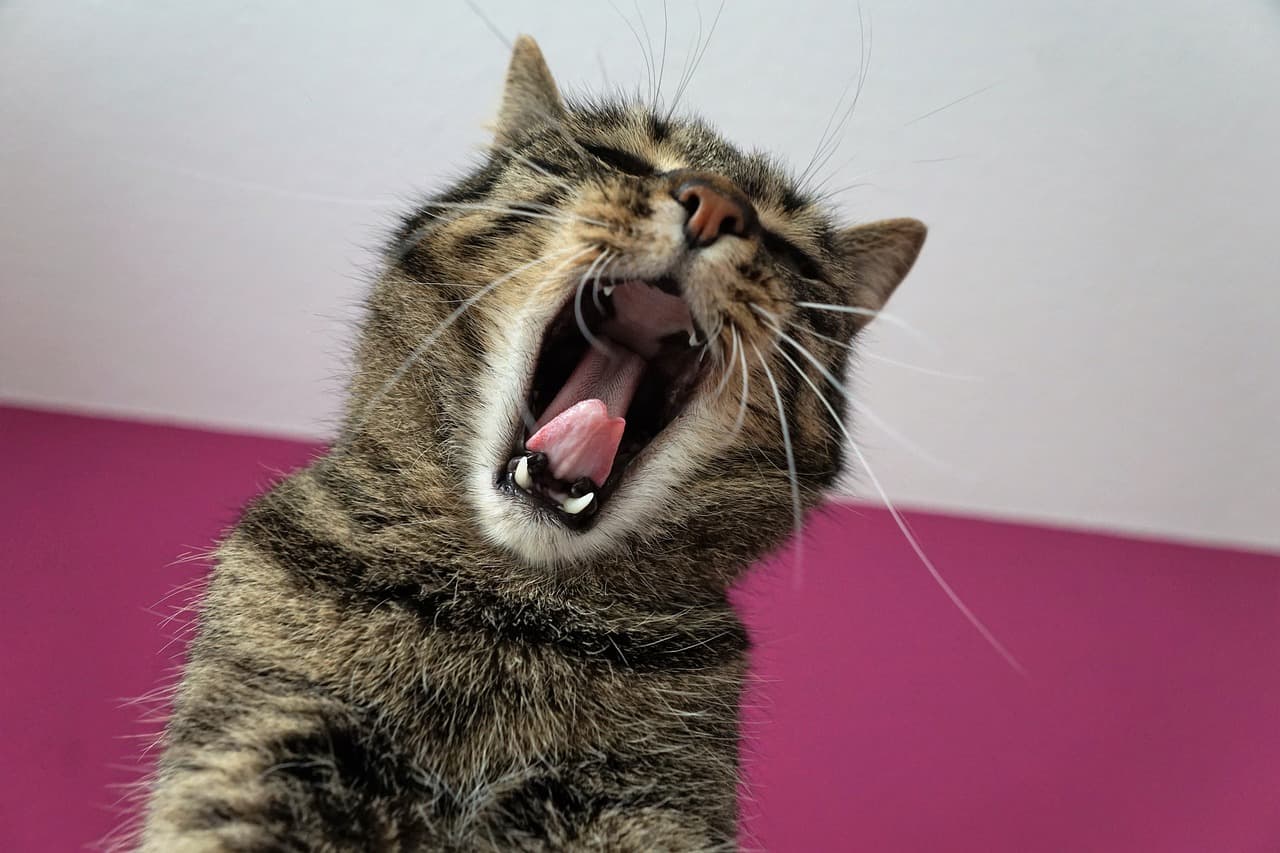 Cat-in-pain