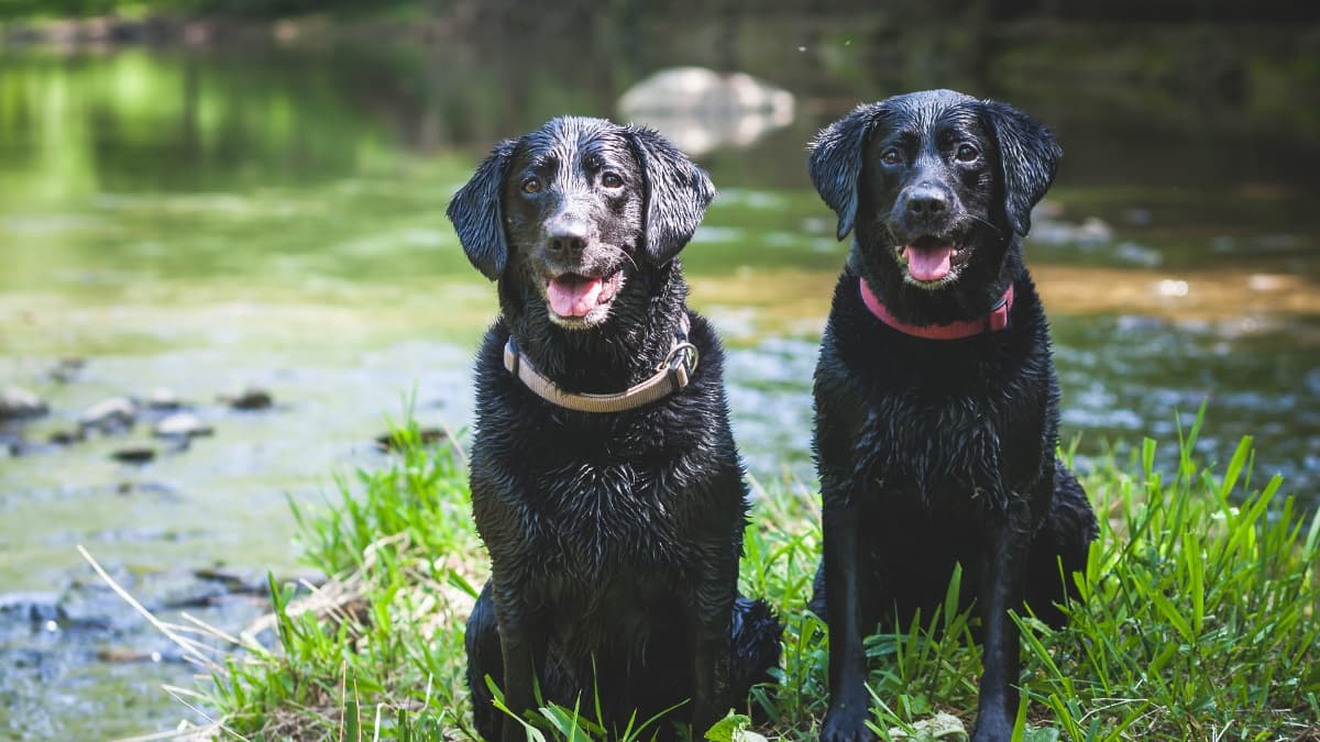 wet-black-labradors-by-river